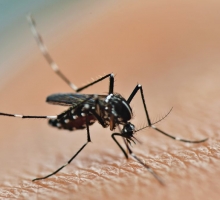 O que você precisa saber sobre a dengue para proteger a sua família